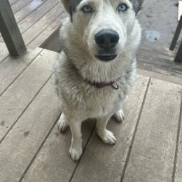 Karma - Gray and white female Siberian Husky puppy in Wheeling, West Virginia from Powells Huskies