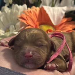 Cavapoo Puppies from Honey & Lemon Royalty