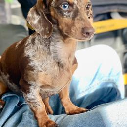 Pepper - Dachshund