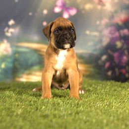 Boxer Puppies from Elevated Boxers