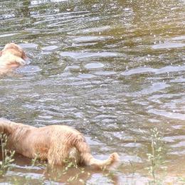 Cockapoos, Cocker Spaniels, and Goldendoodles from Pine Trace