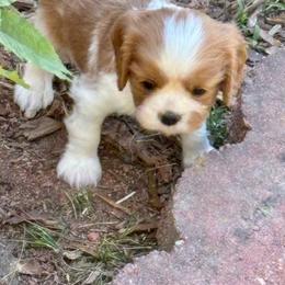 Grace's Girl - Blenheim female Cavalier King Charles Spaniel puppy in Creedmoor, North Carolina from Cavalier Obsession