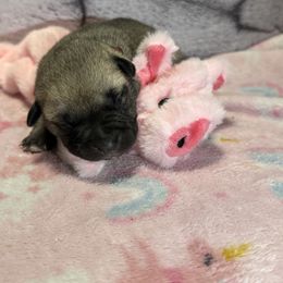 Pig - Yellow female Black Mouth Cur puppy in Warsaw, Missouri from Heritage Cow Dogs