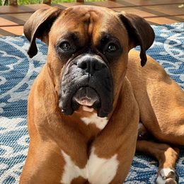 Phineas - Boxer