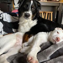 Australian Shepherd All Grown Up from Delaney's Australian Shepherds