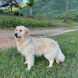 Ada - Golden Retriever