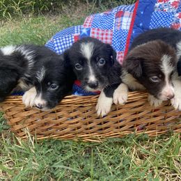 Border Collie and Bordoodle Puppies from Ashtin Mascorro