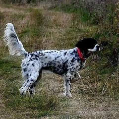 English Setter puppies from First Harmony Farms