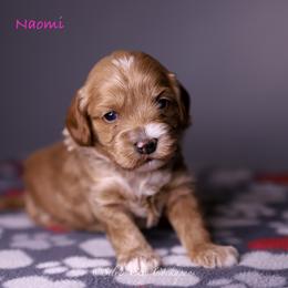 Naomi - Red female Cockapoo puppy in Canastota, New York from Silver City Cockapoos