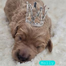 Molly - Apricot female Goldendoodle puppy in Neillsville, Wisconsin from Granton Creek