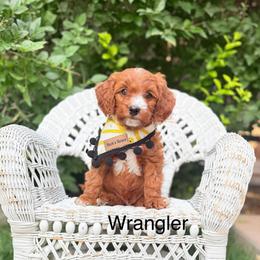Tan Male - Red  male Goldendoodle puppy in Springville, Utah from JW Doodles