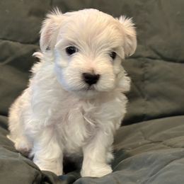 Maltese Puppies from Hops-a-Lot Maltese Ranch