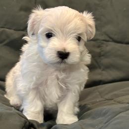 Maltese Puppies from Hops-a-Lot Maltese Ranch