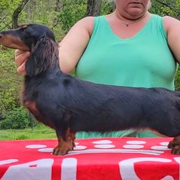 Dachshund Puppies from EntityDachs