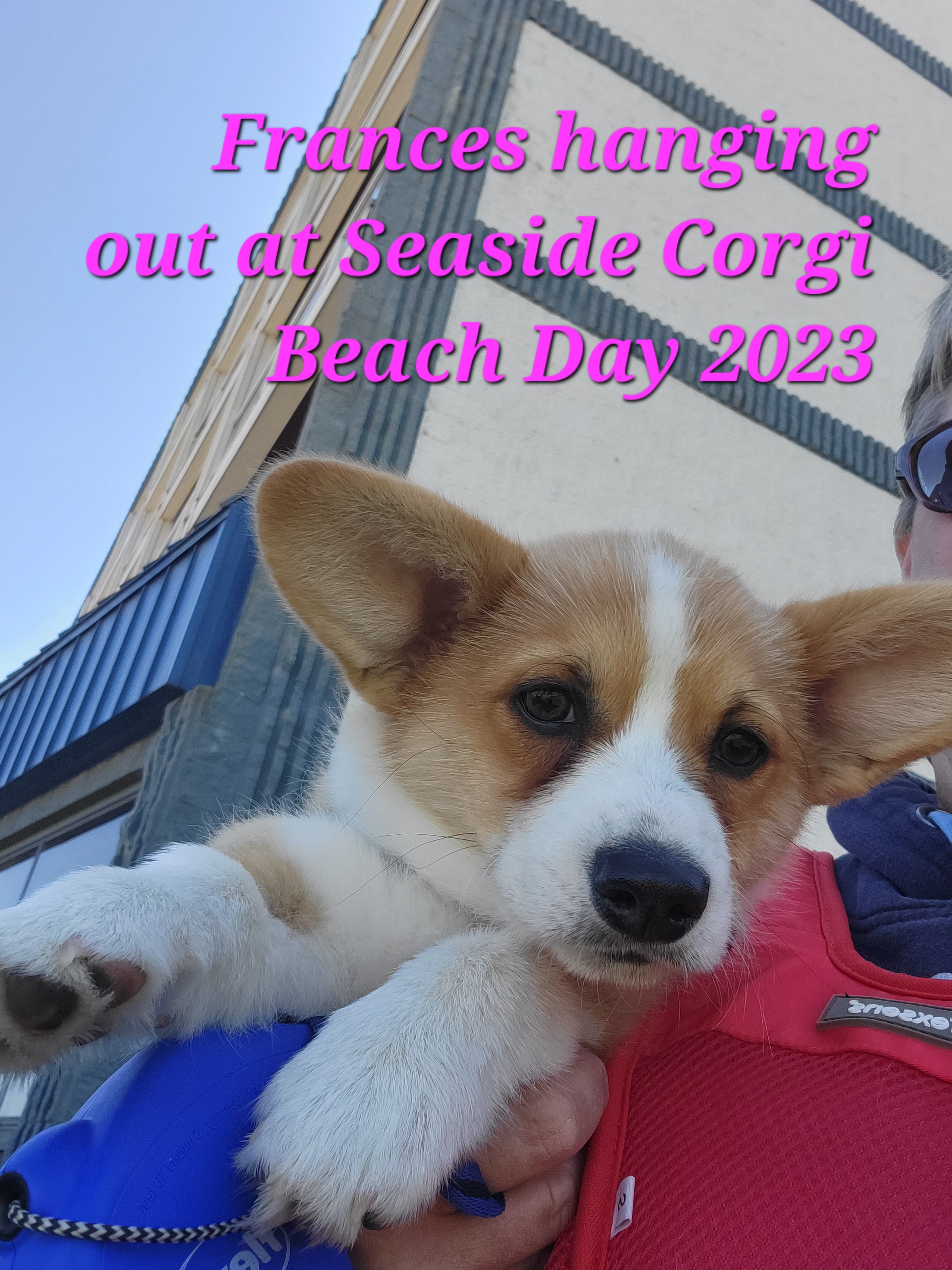 Pembroke Welsh Corgi Puppies from California Corgi Butts