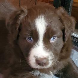 Sage - Red & white female Australian Shepherd puppy in Cottage Grove, Oregon from Farmstead Aussies