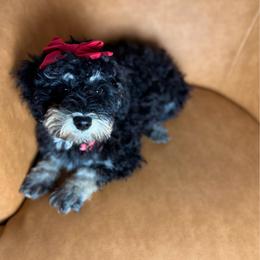 Frappe - Tri-color female Bernedoodle puppy in Sweetwater, Florida from Sandy Snout Doodles
