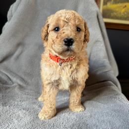 Oakley (orange collar) - Cream male Goldendoodle puppy in Lowville, New York from Adirondack Goldendoodles