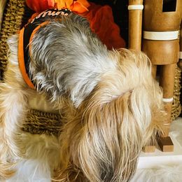 Yorkshire Terrier Puppies from Yuppie Yorkies