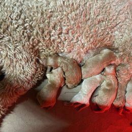 Poodle Puppies from Pampered Pawz