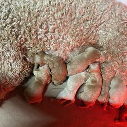 Poodle Puppies from Pampered Pawz