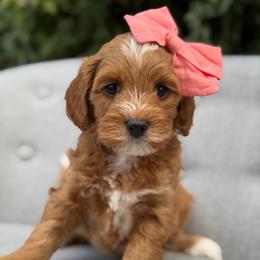 Shania - Red  female Goldendoodle puppy in Queen Creek, Arizona from Goldendoodle AZ