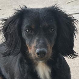 Dachshunds from rdachshunds