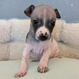 Ocotillo - Red and white male American Hairless Terrier puppy in Phoenix, Arizona from Bare Valley