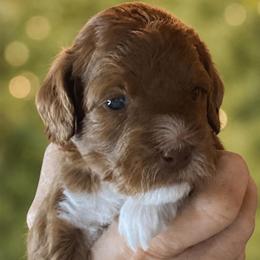 Rocket - Blue Collar - Apricot male Goldendoodle puppy in Huntsville, Alabama from Falcon Ridge Doodles