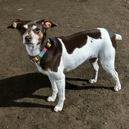 Java Bean - Rat Terrier
