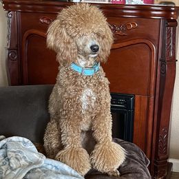 Cash - Poodle