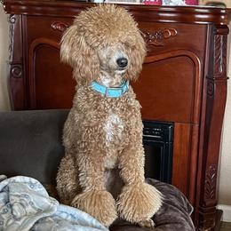 Cash - Poodle