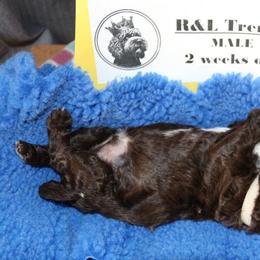 Lagotto Romagnolo Puppies from Royal and Loyal Lagotto Romagnolo
