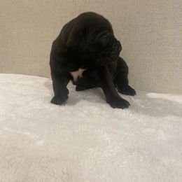 Purple - Black female Cane Corso puppy in Hallettsville, Texas from Gladiator Acres
