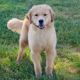 Zya - Golden Retriever