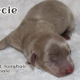 Reecie - Fawn (isabella) and cream female Dachshund puppy in Powderly, Texas from Kuttin’ Up Mini Aussies
