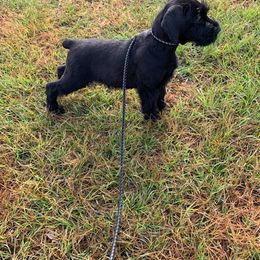 Giant Schnauzer Puppies from Giant Strides Giants