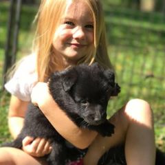 Belgian Sheepdog puppies from Century Hills Farm