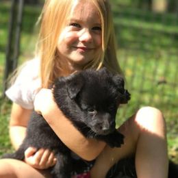 Belgian Sheepdog puppies from Century Hills Farm