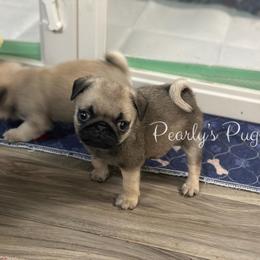 Casey-Ray - Fawn male Pug puppy in Summerville, Georgia from Pearly’s Pugs & Pollywog Poodles