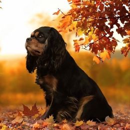 Champ - Cavalier King Charles Spaniel