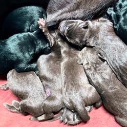 Drake - Chocolate male Labrador Retriever puppy in Sweet Home, Oregon from Knotty Creek Labradors