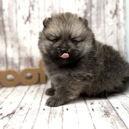 Pomeranian Puppies from Torrey Hills Poms