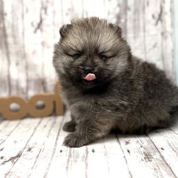 Pomeranian Puppies from Torrey Hills Poms