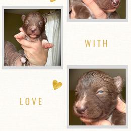 Seedling - Red and white female Siberian Husky puppy in Florence, Kentucky from Moonlight Howl Huskies