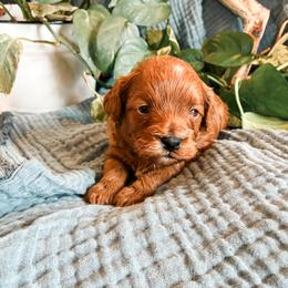1st Pick (Mossy) - Red male Cavapoo puppy in Marquand, Missouri from Perfectly Playful Doodles