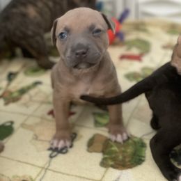 American Bully and American Pit Bull Terrier Puppies from Terminal Velocity Kennels LLC