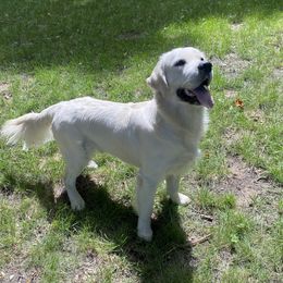 Euchre - Golden Retriever
