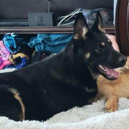 Siggi - Black and tan female German Shepherd puppy in Crown Point, Indiana from Nordwolfe