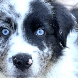 Boy 3 - Blue merle Australian Shepherd puppy in Perkasie, Pennsylvania from Kid’s Kingdom Australian Shepherds